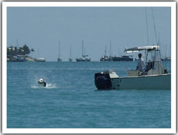 Fly fishing for Tarpon